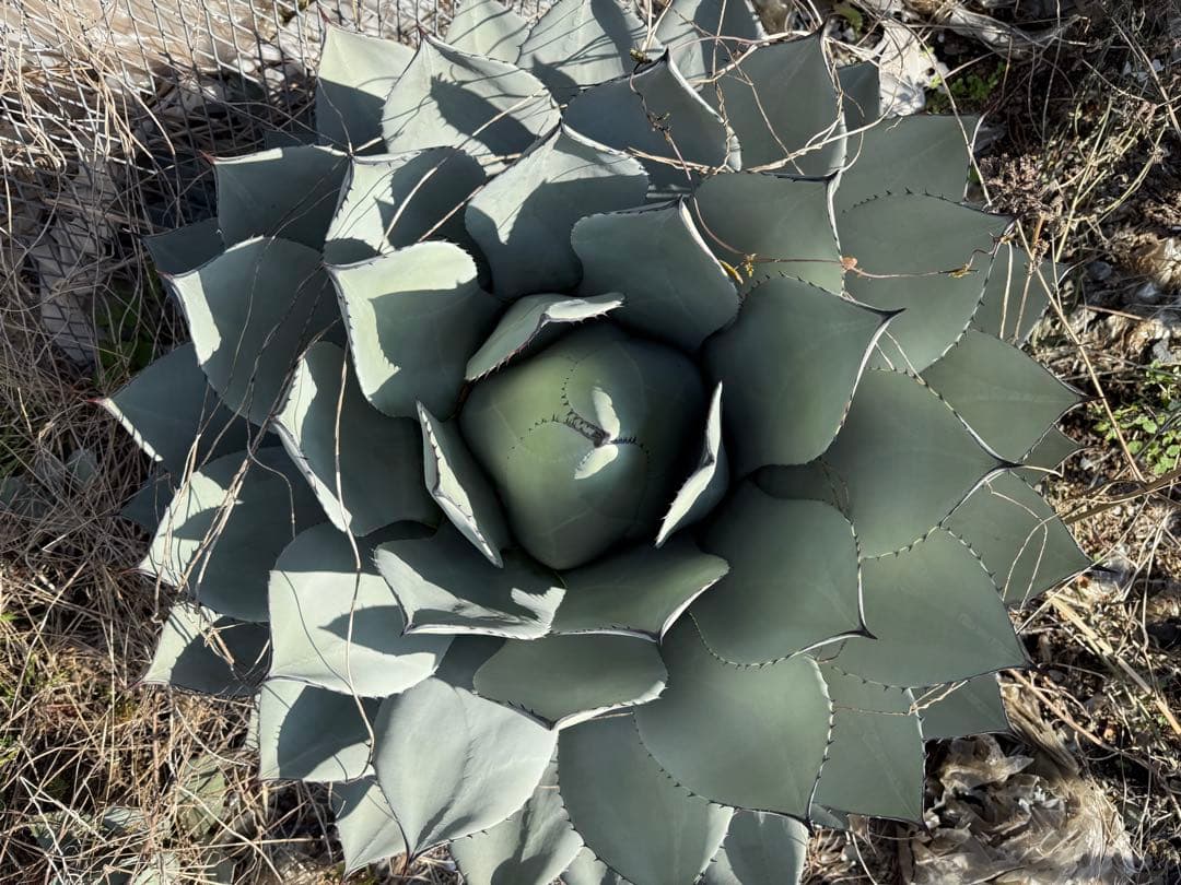 アガベ　パリー　吉祥天　約90センチ　50年もの