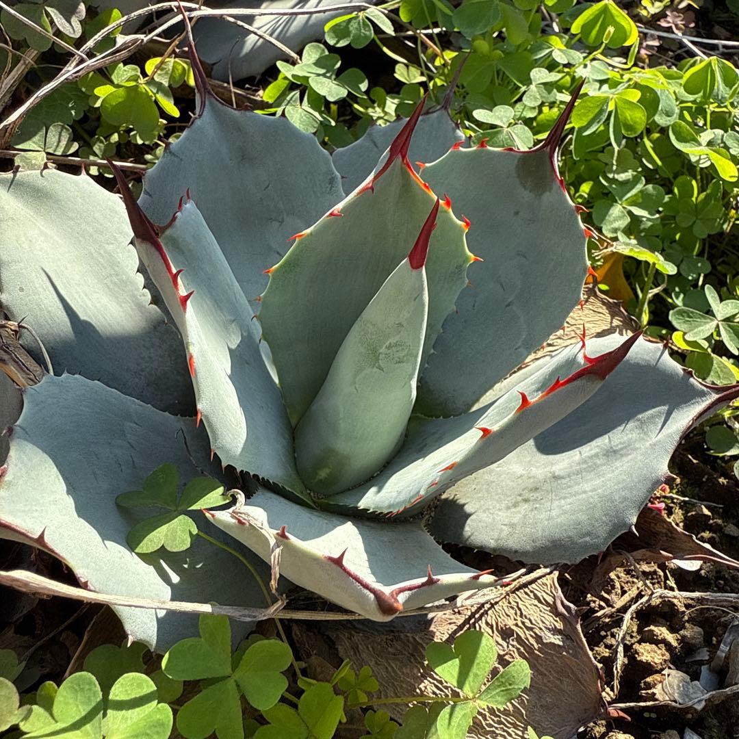 アガベ　パリー　吉祥天　約90センチ　50年もの