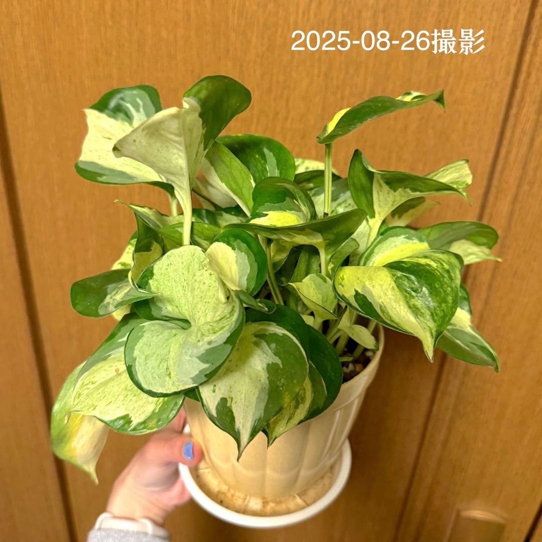 ポトス ステータス 4号鉢ごと発送【12月〜3月末まで配送停止】