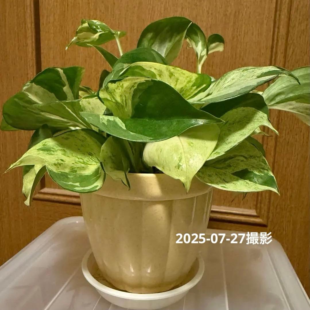 ポトス ステータス 4号鉢ごと発送【12月〜3月末まで配送停止】