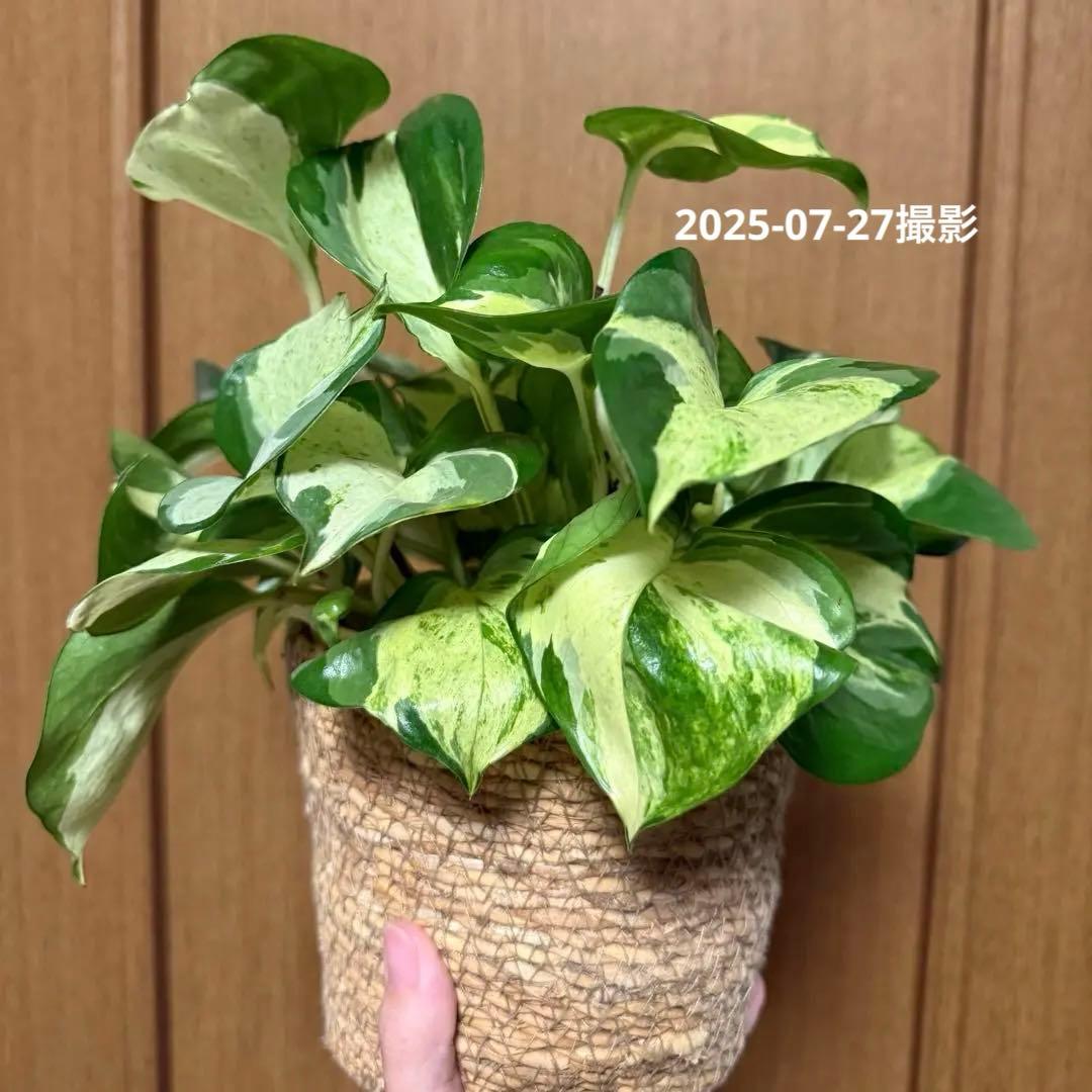 ポトス ステータス 4号鉢ごと発送【12月〜3月末まで配送停止】