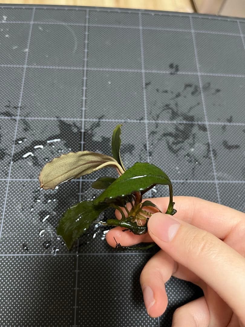 タグ付きBucephalandra sp.\