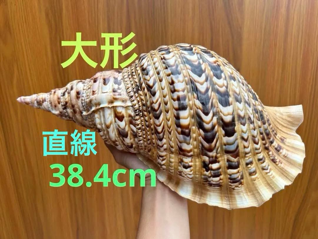 特大　法螺貝38.4cm