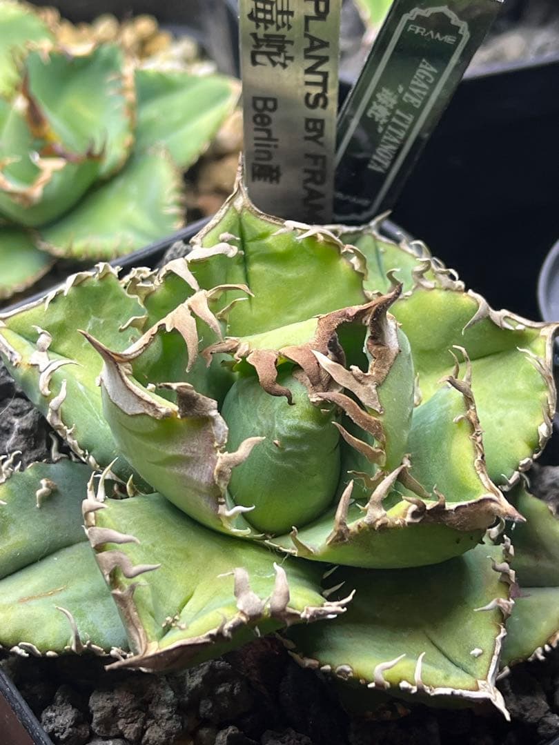 アガベ　チタノタ　Berlin産　毒蛇