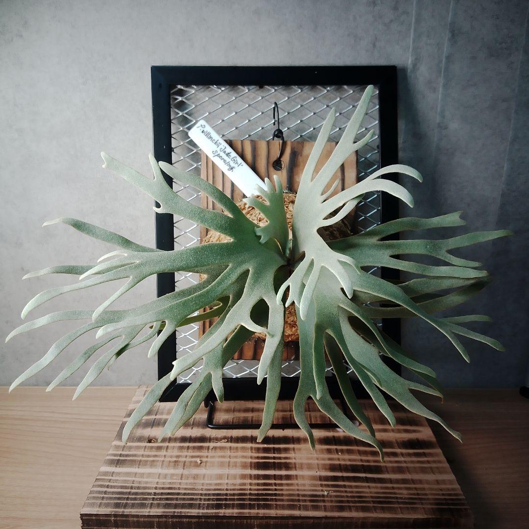 P.willinckii Jade Girl ジェイドガール