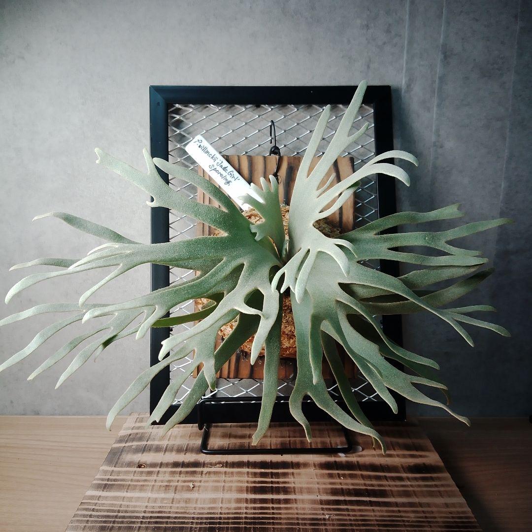 P.willinckii Jade Girl ジェイドガール