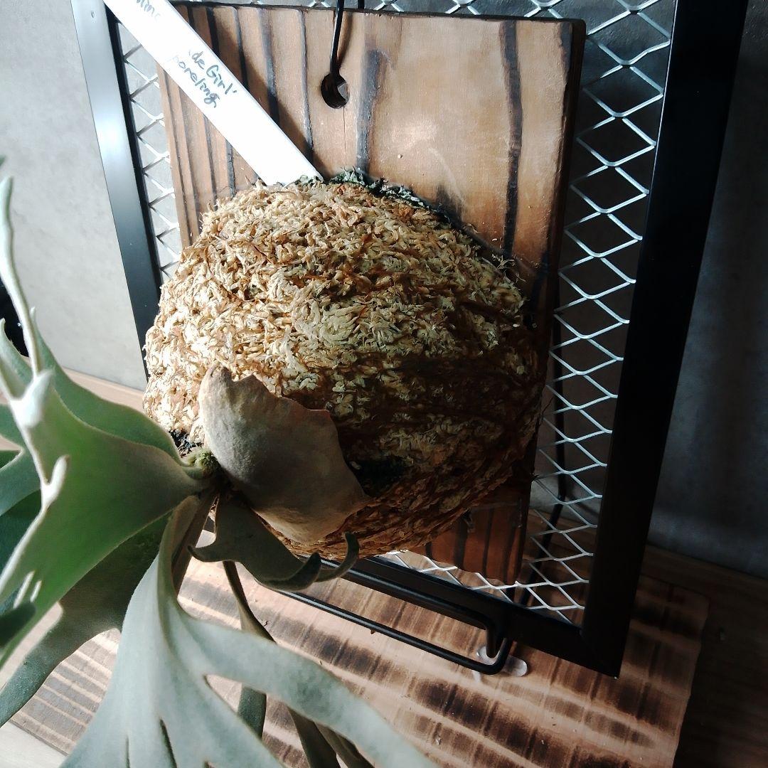 P.willinckii Jade Girl ジェイドガール