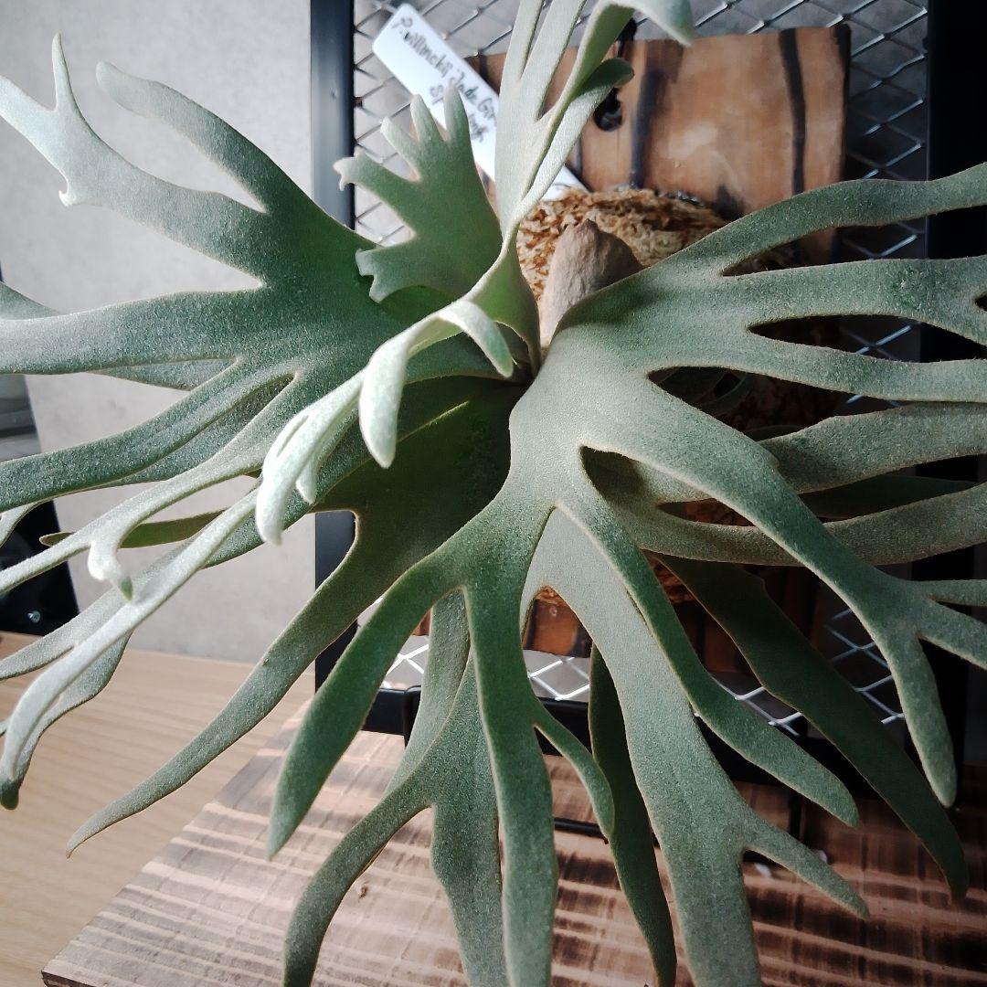 P.willinckii Jade Girl ジェイドガール