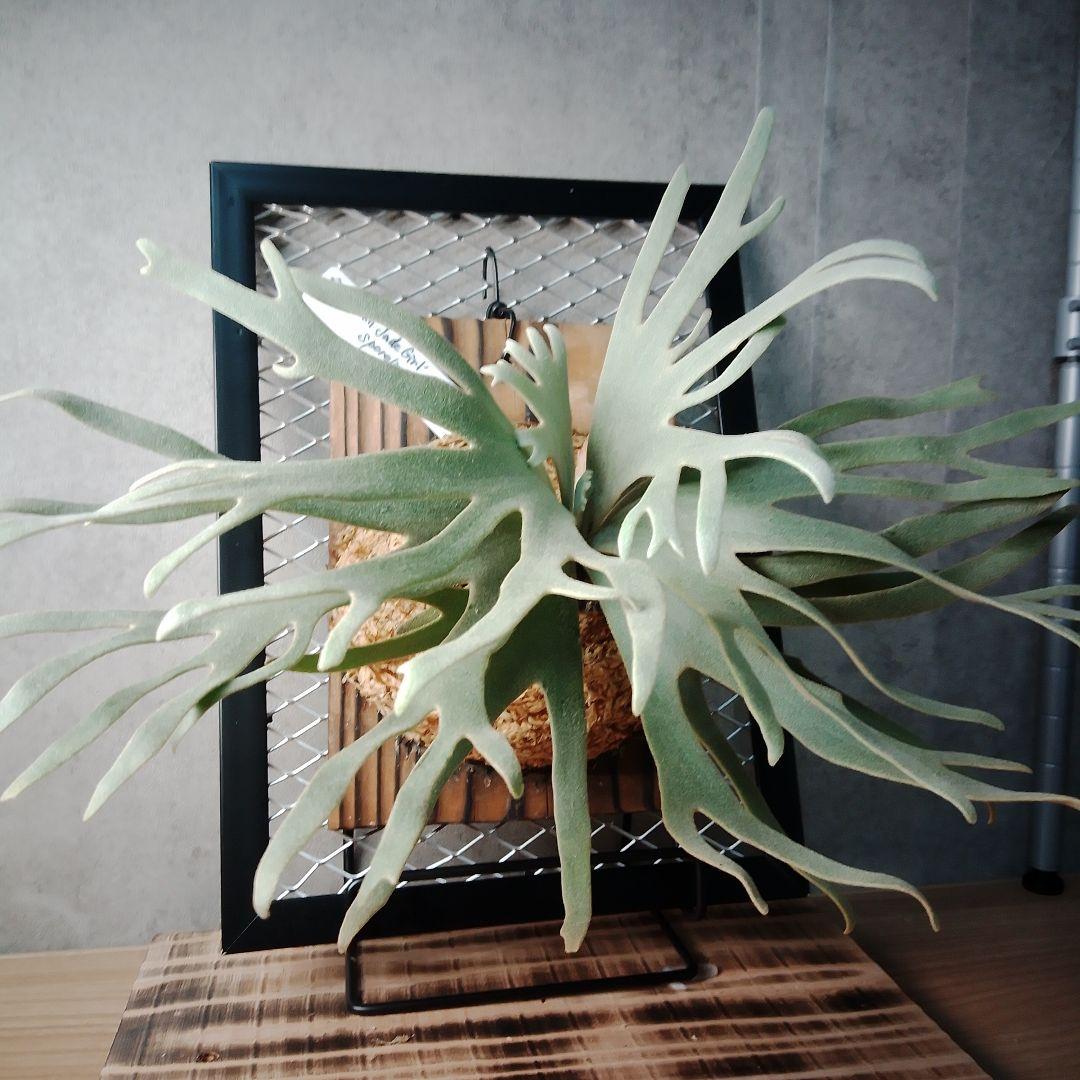 P.willinckii Jade Girl ジェイドガール