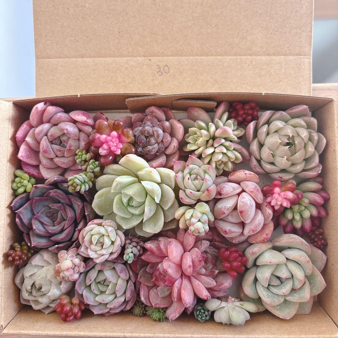 金　ゆうゆうメルカリ便　多肉植物　カット苗とセダム寄せ植えセット