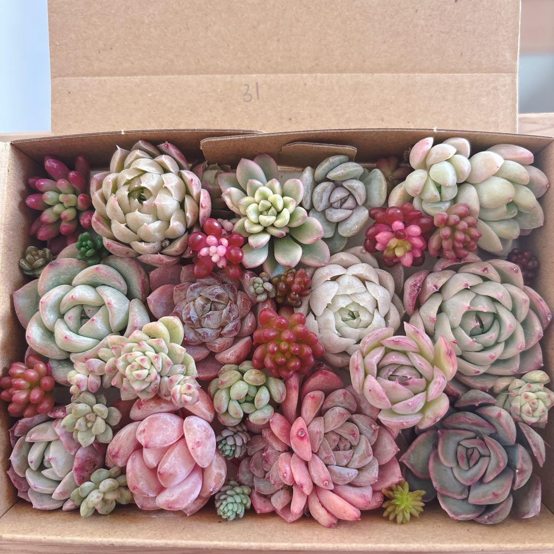 金　ゆうゆうメルカリ便　多肉植物　カット苗とセダム寄せ植えセット