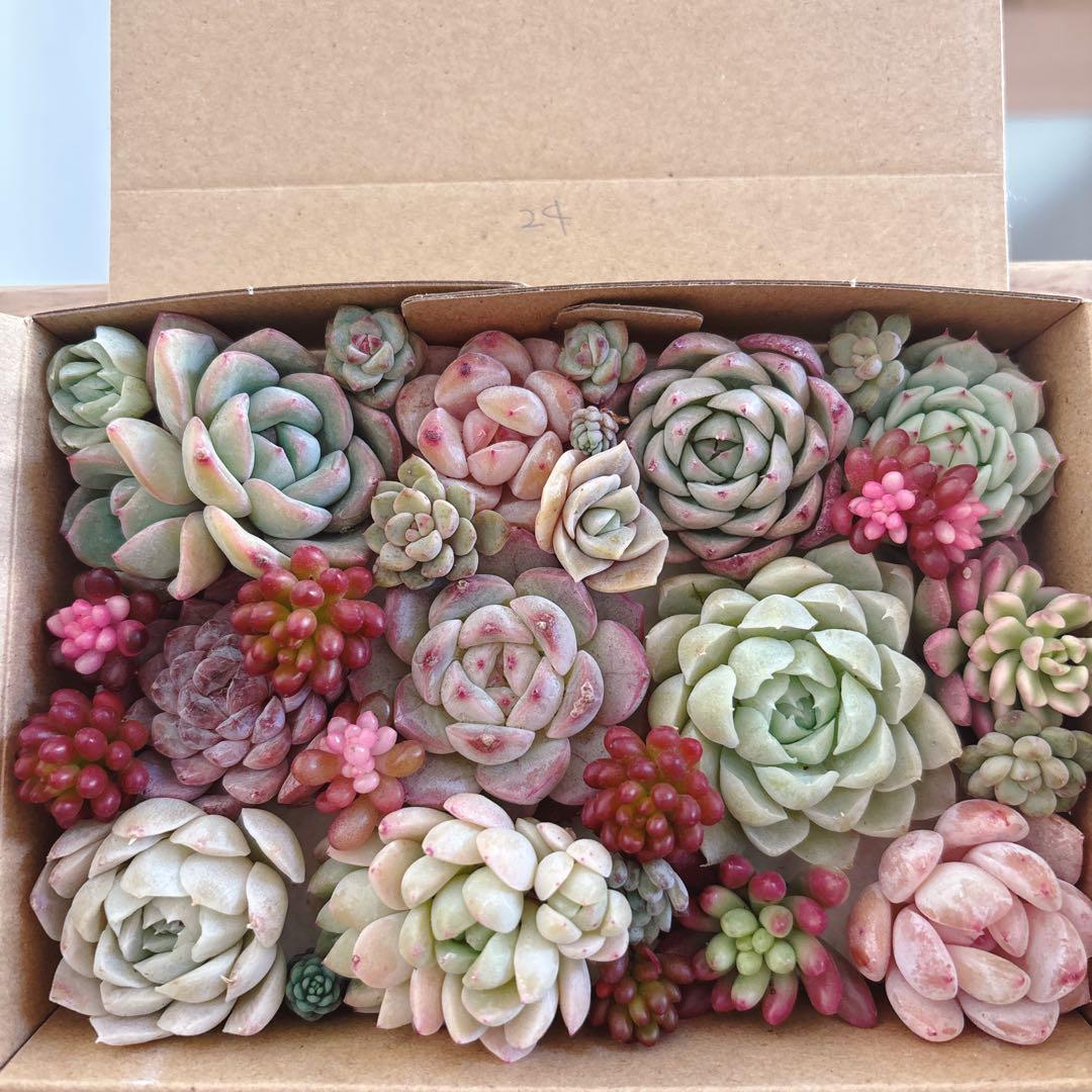 金　ゆうゆうメルカリ便　多肉植物　カット苗とセダム寄せ植えセット