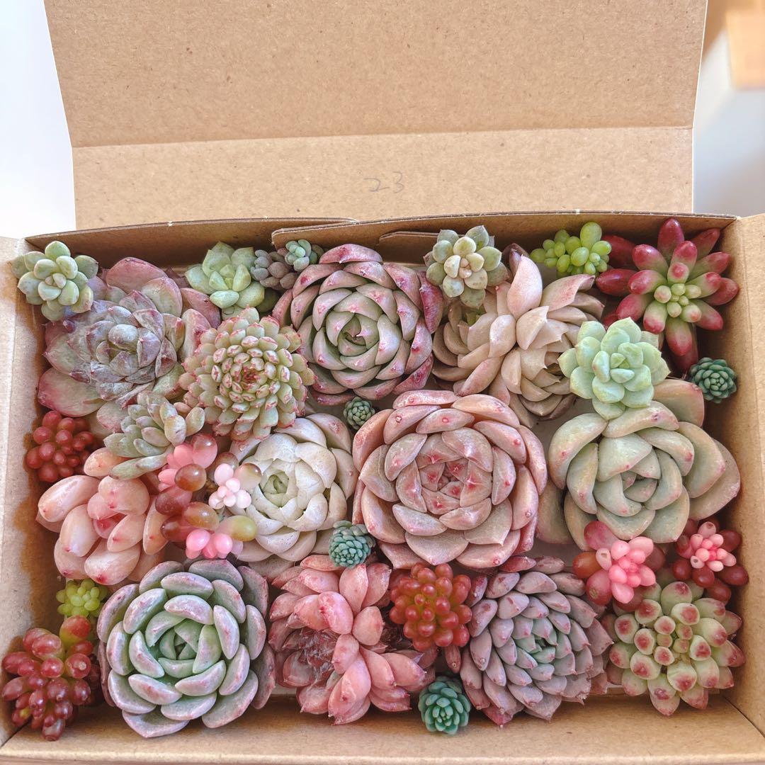 金　ゆうゆうメルカリ便　多肉植物　カット苗とセダム寄せ植えセット