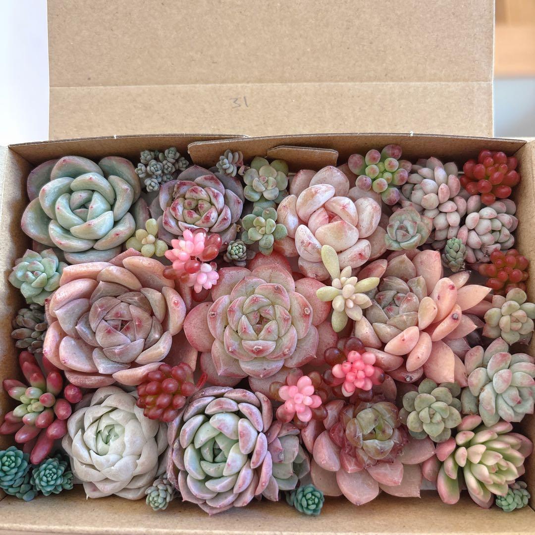 金　ゆうゆうメルカリ便　多肉植物　カット苗とセダム寄せ植えセット