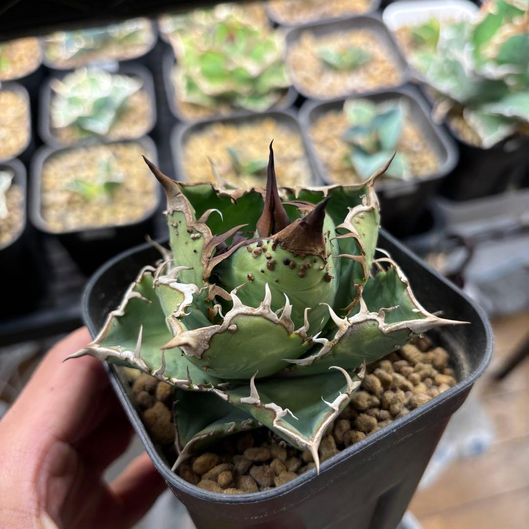 たかまる様確認用ページ