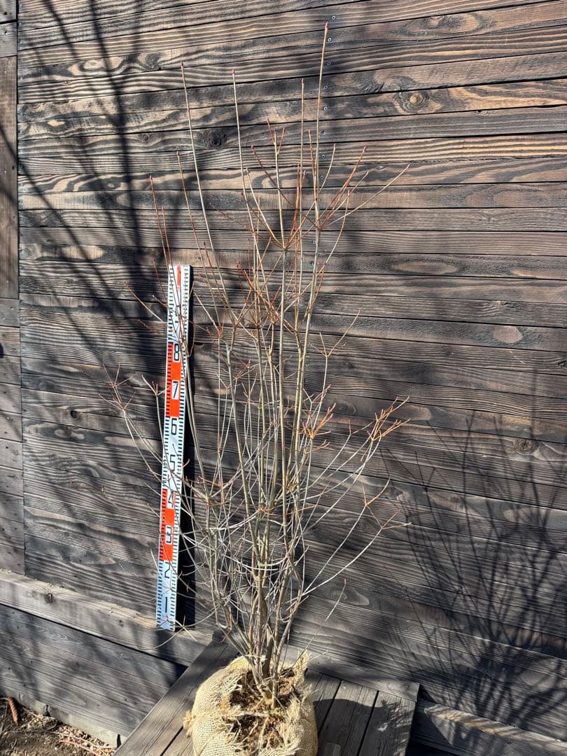 ベニドウダンツツジ/良形株【現品発送】管理80032