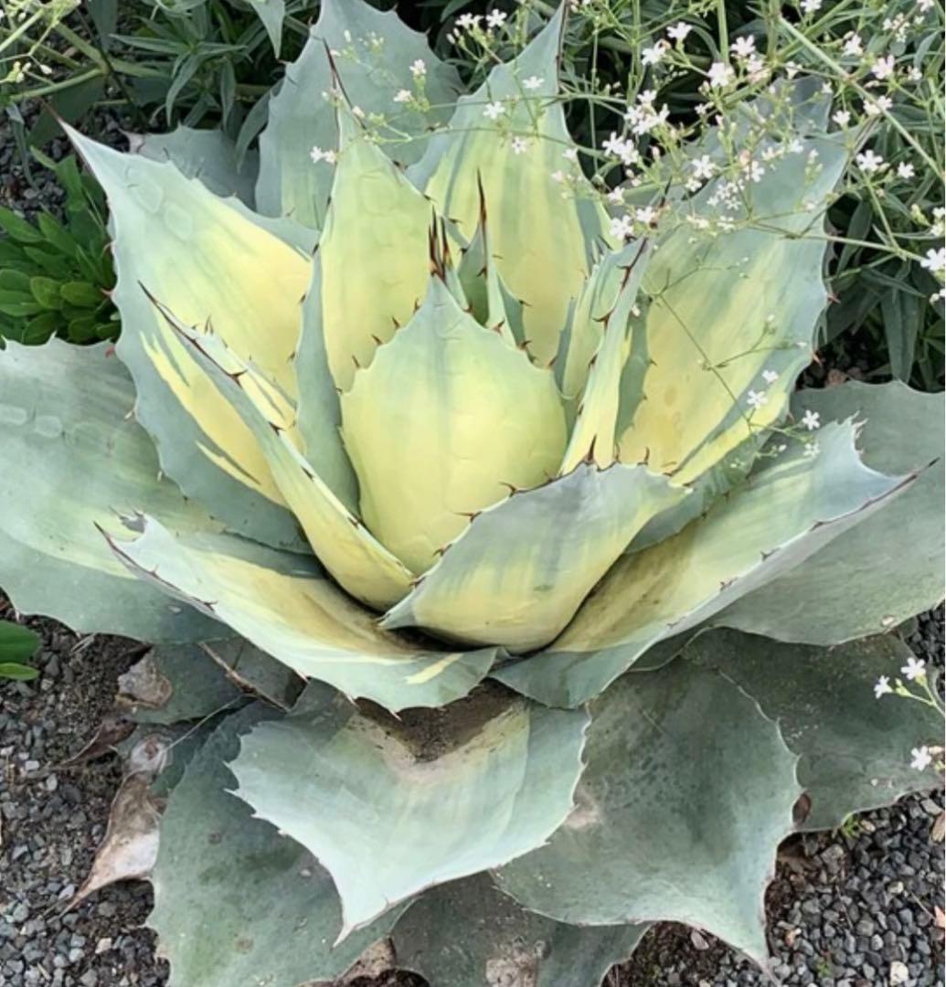 アガベ Agave ovatifolia 'Awakening Angel' 202