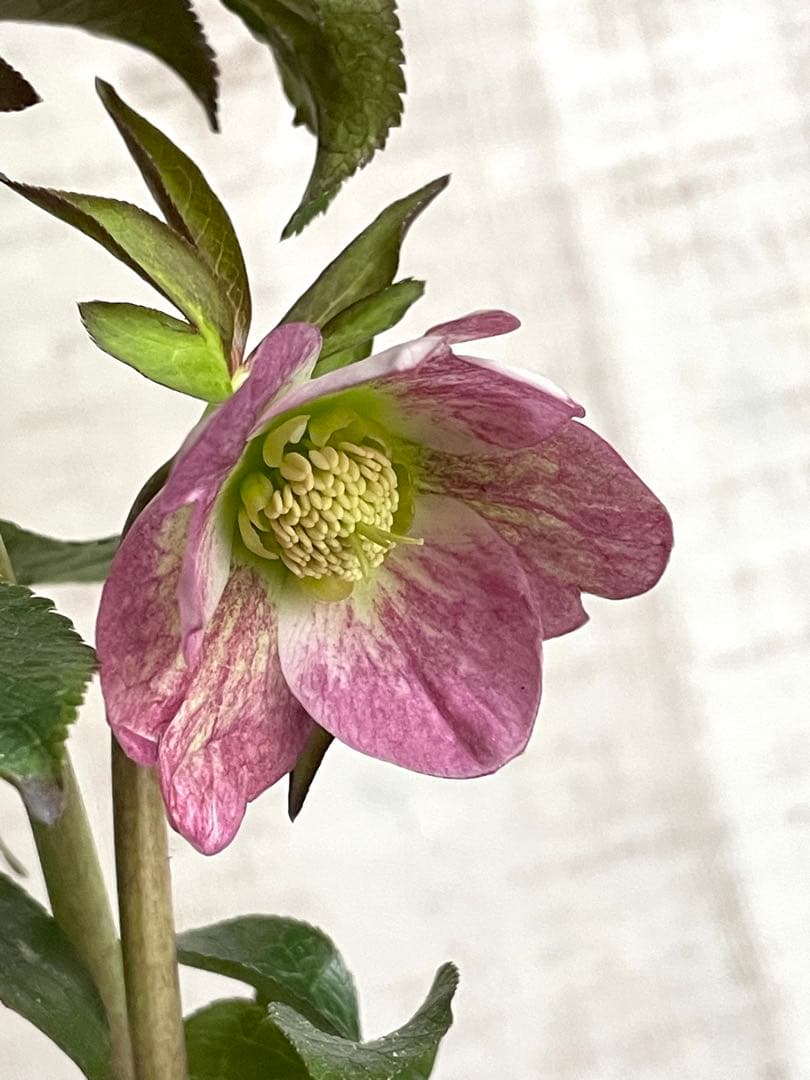 ポーセリン交配　クリスマスローズ