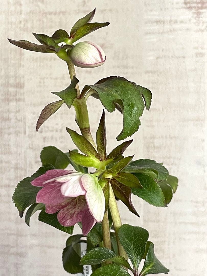 ポーセリン交配　クリスマスローズ