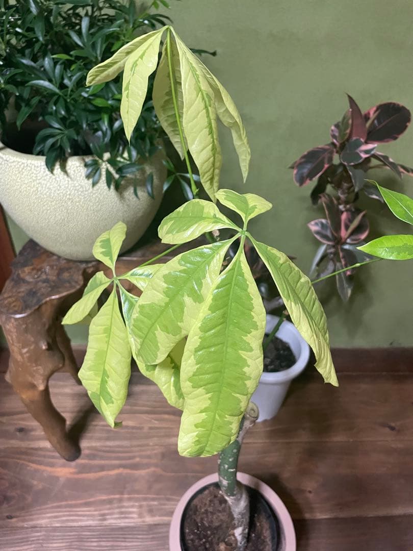 2月末まで商談中　パキラ　ムーンライト　接木