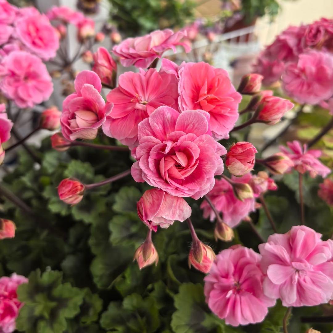 希少品種ゼラニウム　レア品種ゼラニウム　mrcp01