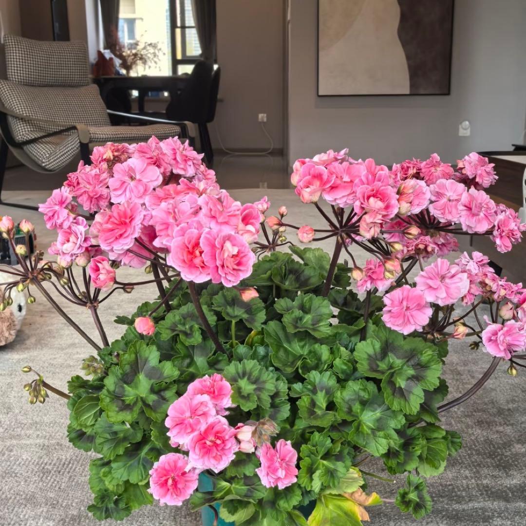 希少品種ゼラニウム　レア品種ゼラニウム　mrcp01