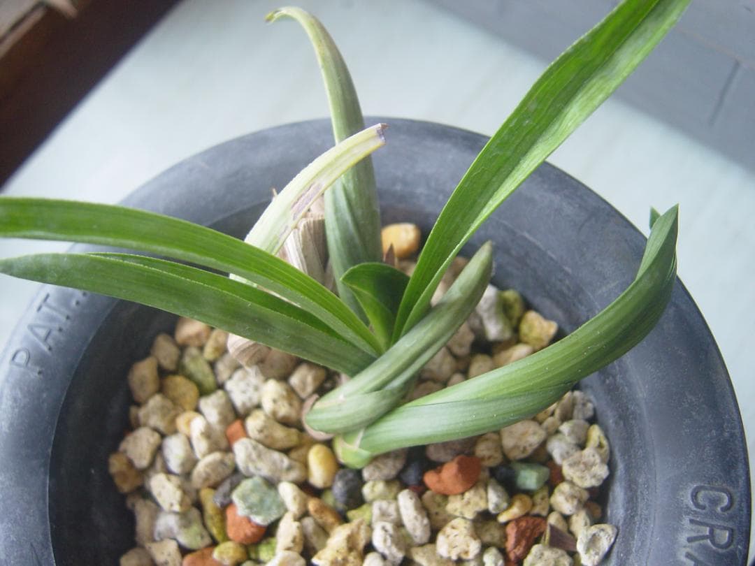 ７３山野草　野生蘭　日本春蘭　葉変わり