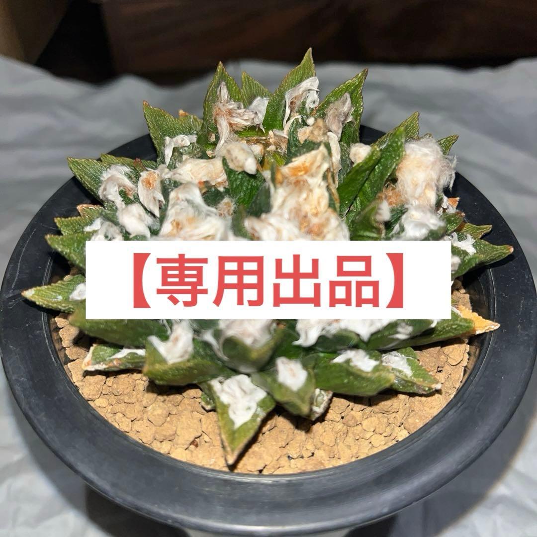 《R's》アリオカプス【ブラボアナス】（大株・分頭中）