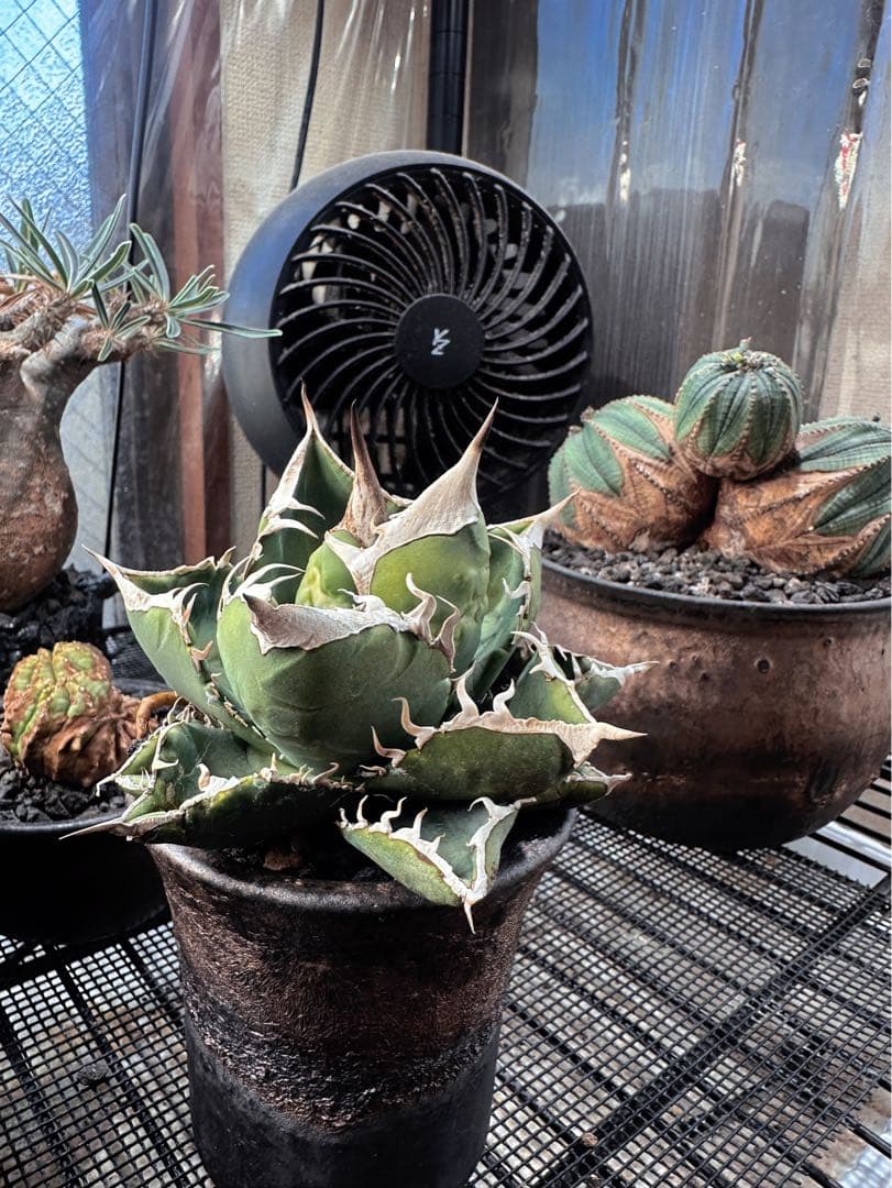 アガベSAD育成株