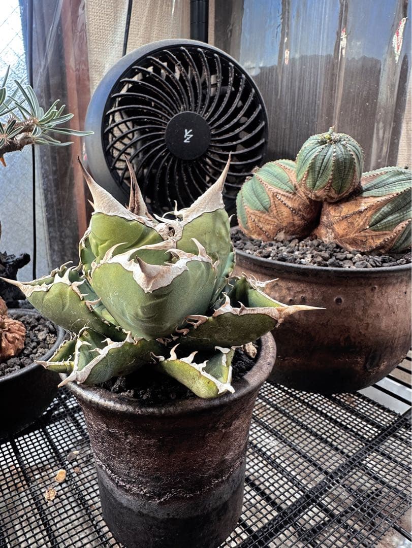 アガベSAD育成株