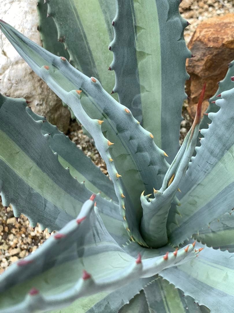 【特選】プロトアメリカーナ⭐︎レモンライム✴︎シルバーライム✴︎極上美株✴︎抜き苗発送