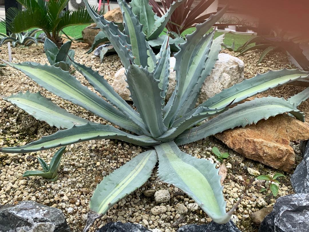 【特選】プロトアメリカーナ⭐︎レモンライム✴︎シルバーライム✴︎極上美株✴︎抜き苗発送