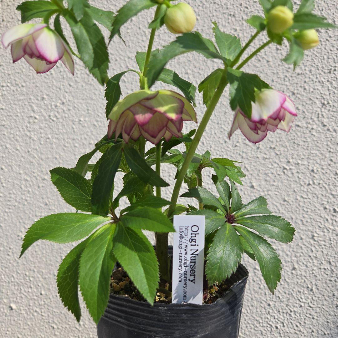 クリスマスローズ　大木ナーサリー　ムルチフィダス系dd