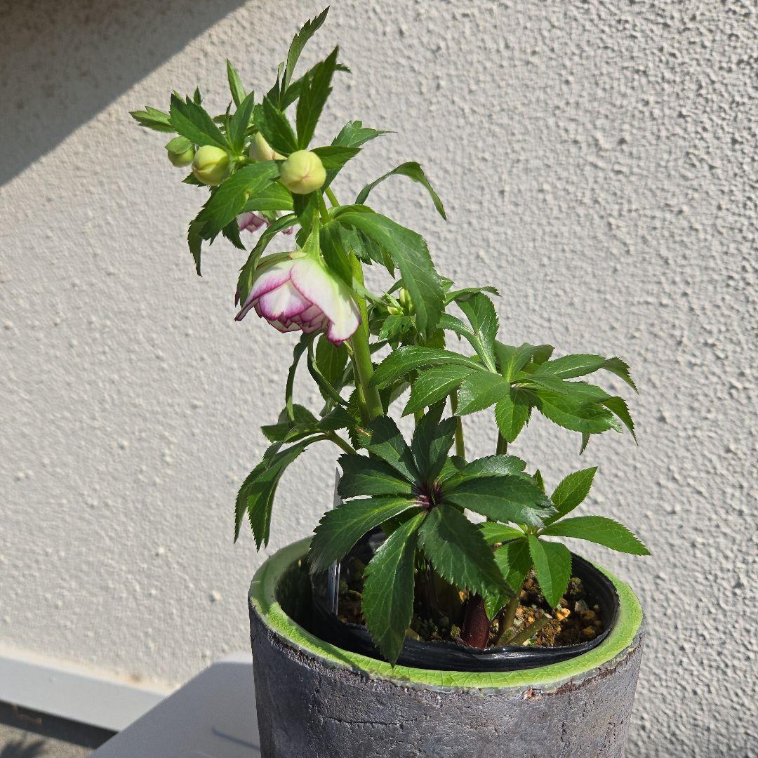 クリスマスローズ　大木ナーサリー　ムルチフィダス系dd