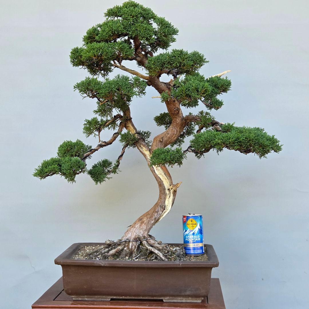 真柏　[模様木]　大品盆栽