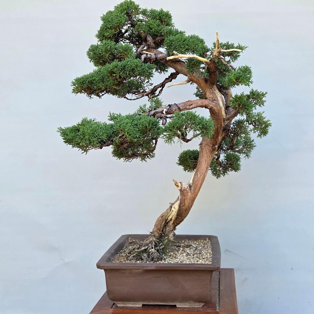 真柏　[模様木]　大品盆栽
